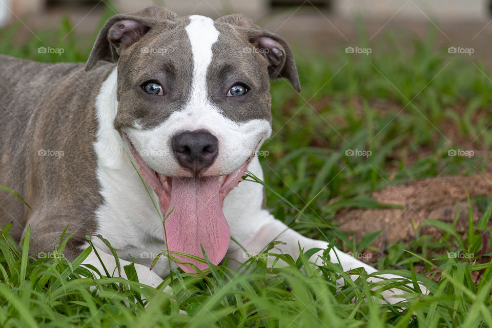 Pitbull puppy showing his tongue