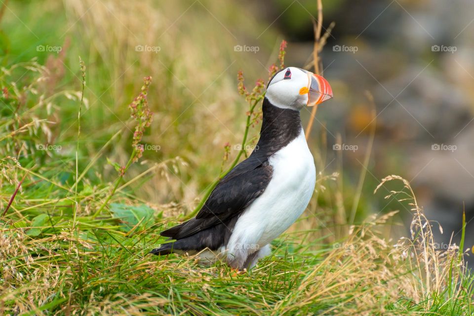 Cute Atlantic puffin (Fratercula arctica) looking up thoughtfully. Situated at a cliff covered with vegetation. Iceland.
