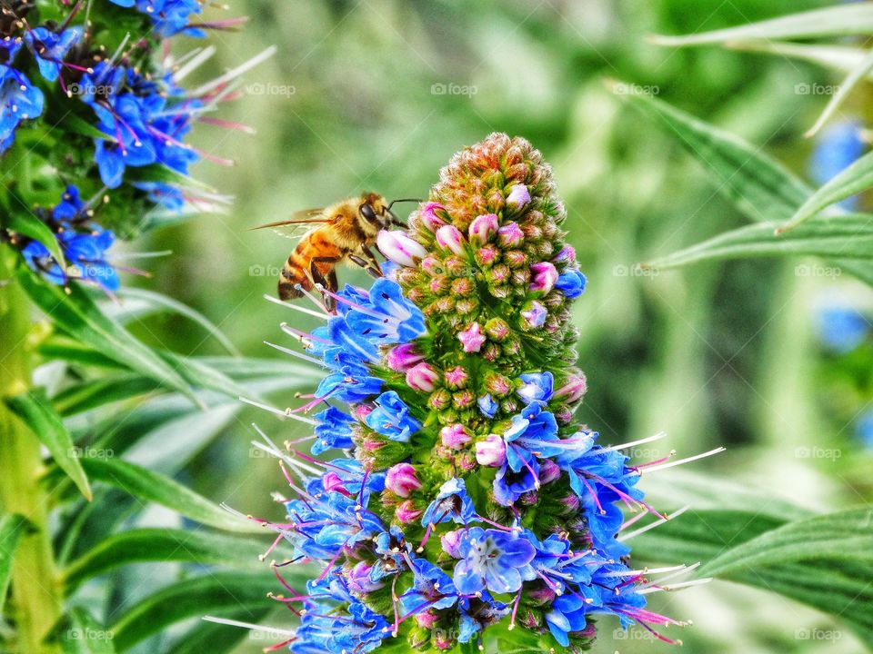 Pollination At Work