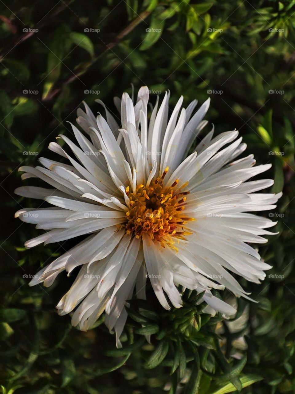 Macro photo of flower growing in the garden