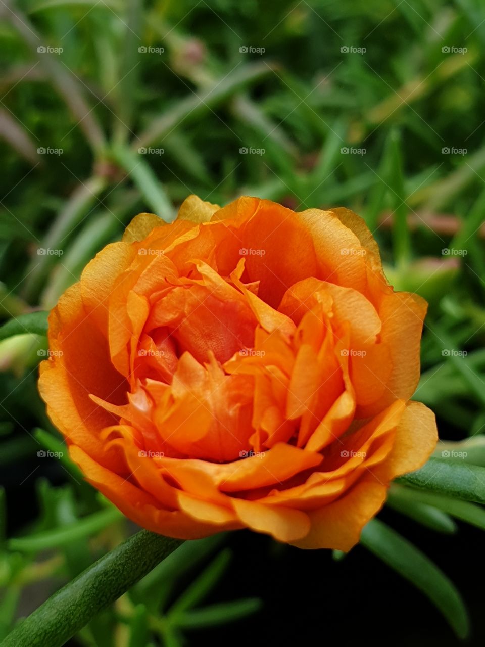 my beautiful Portulaca grandiflora