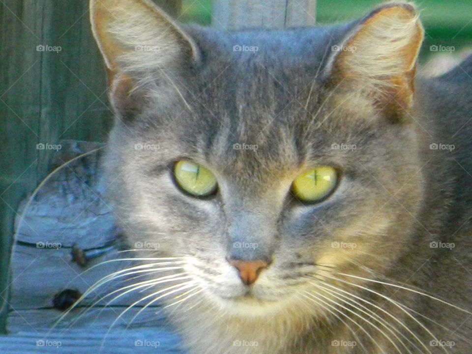 Grey feral cat sunbathing 