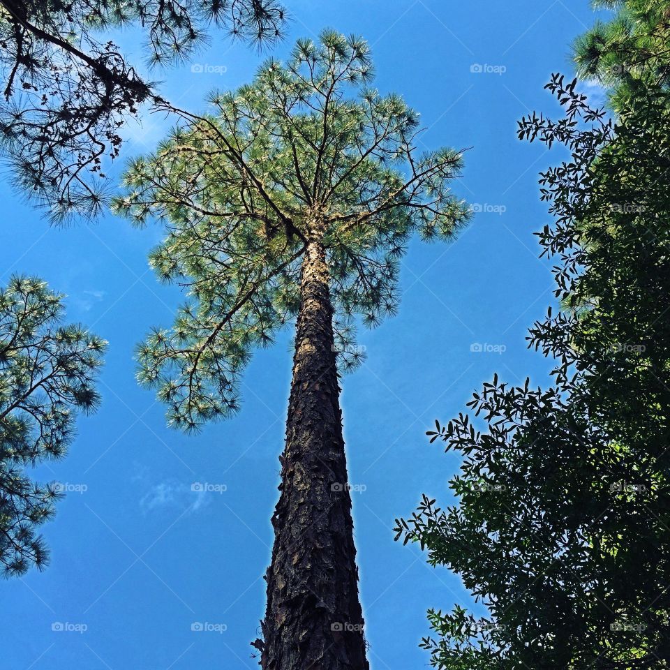 Tall pine tree. Looking up at the tall pine tree.
