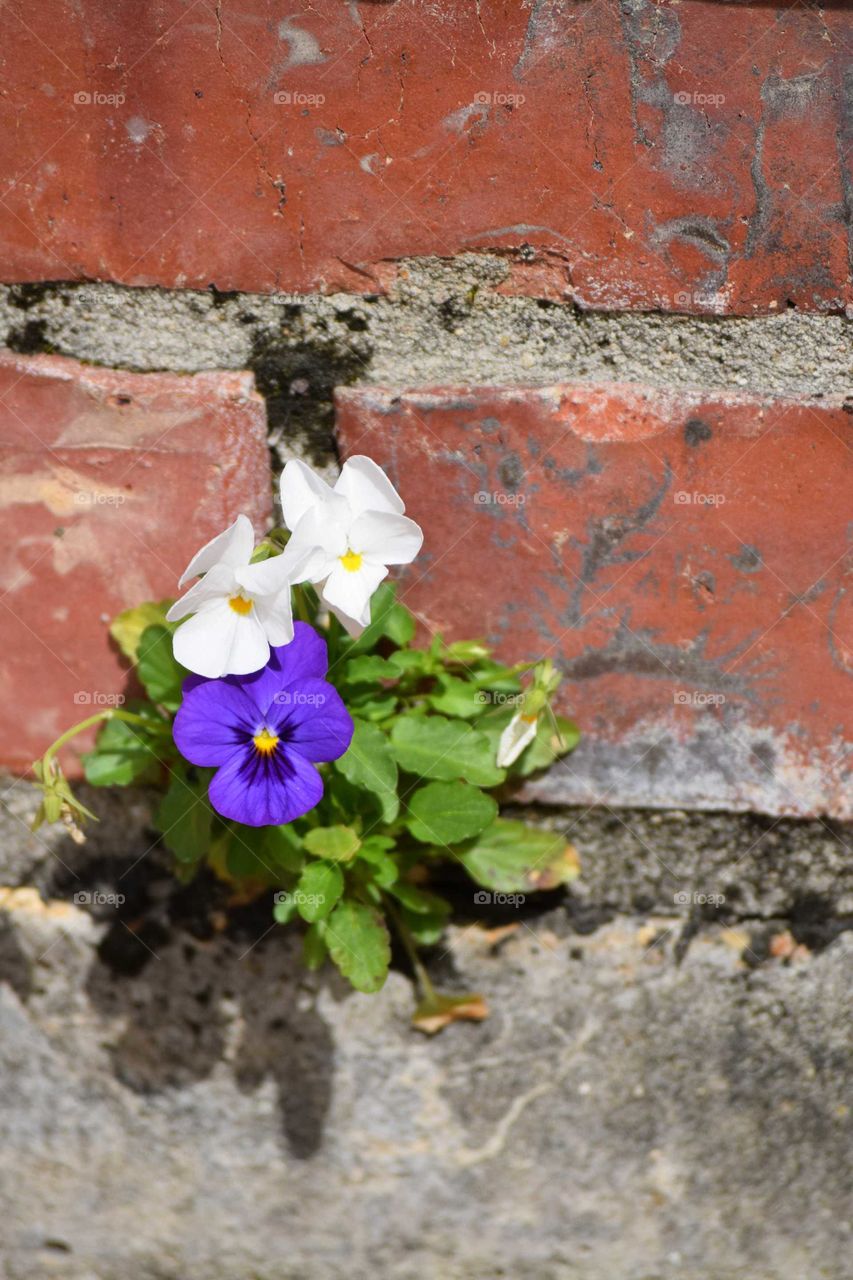 flowers growing from the wall