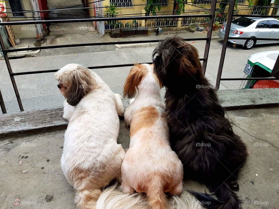 Three Shih Tzu sitting down closely to each other in terrace.