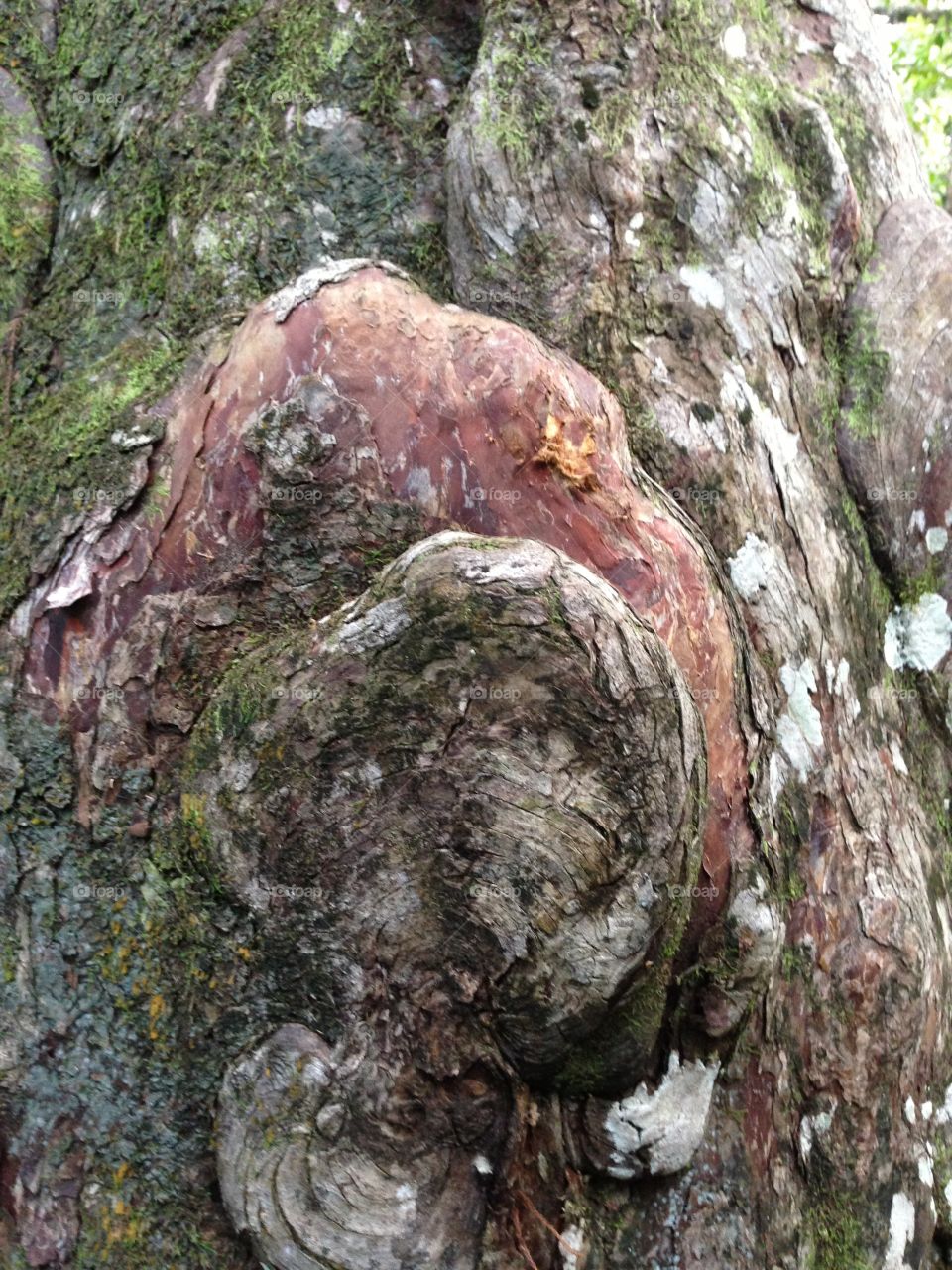 Tree burl