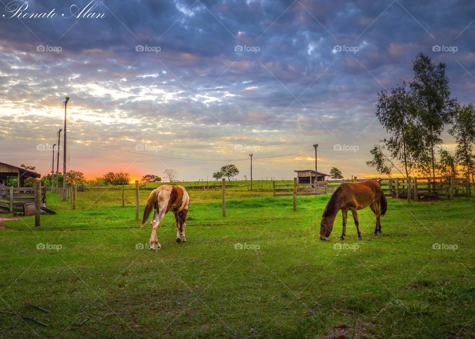 Cavalry, Farm, Grass, Pasture, Mammal