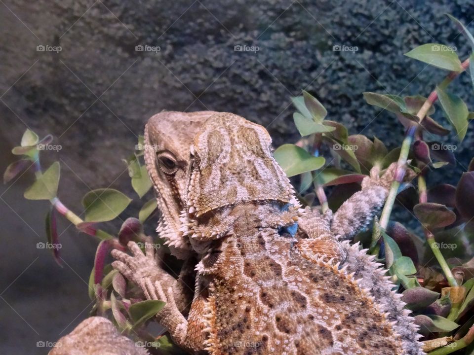 Double bearded dragons lizards under magenta filter