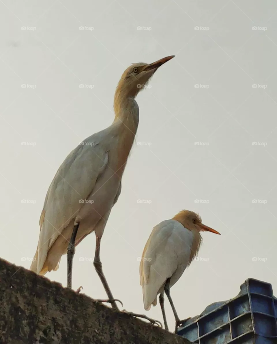 Birds