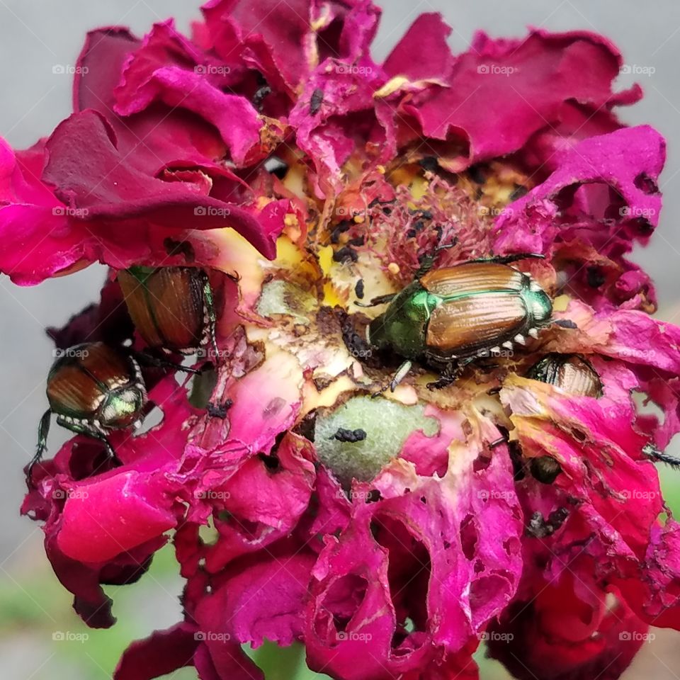 Rose beetles