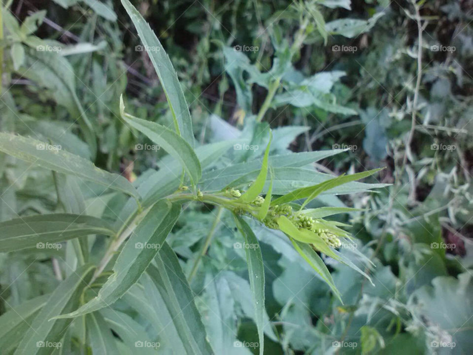 green nature leaves leaf by ashley77