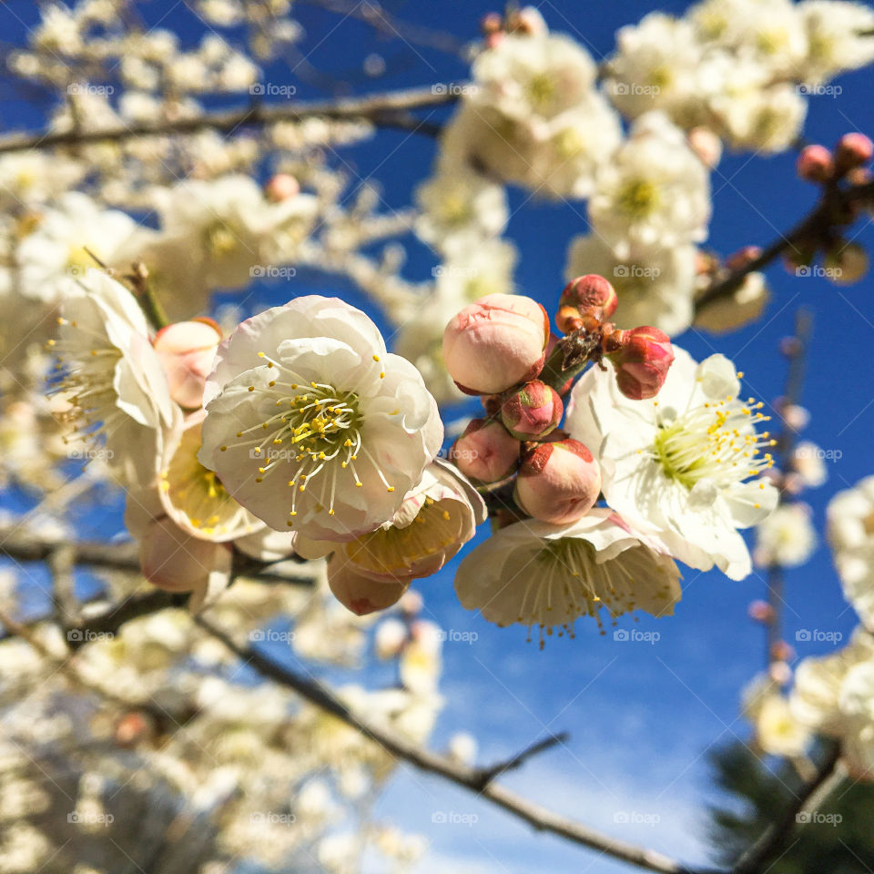 Spring cherry blossoms blooming at the national arboretum in Washington, DC. 