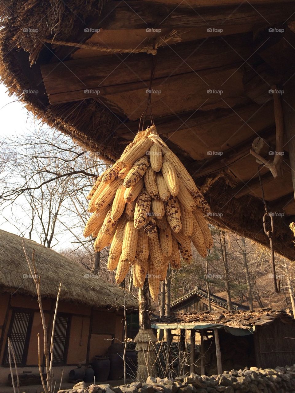 Koean traditional culture corn