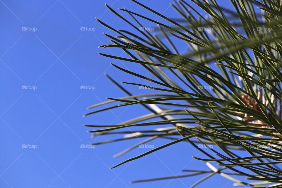 Natural texture, pine needles against blue sky suitable for background or desktop, negative space to left of image 