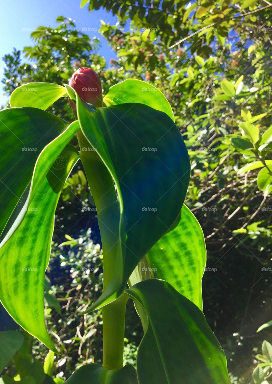 Costus woodsonii – Indian Head Ginger - here in Hawaii, Indian Head Ginger grows in sunny to shady gardens with moist soil. The plants spread by rhizomes, plantlets, or stem cuttings. The showy inflorescences make long lasting cut flowers in tropical flower arrangements.