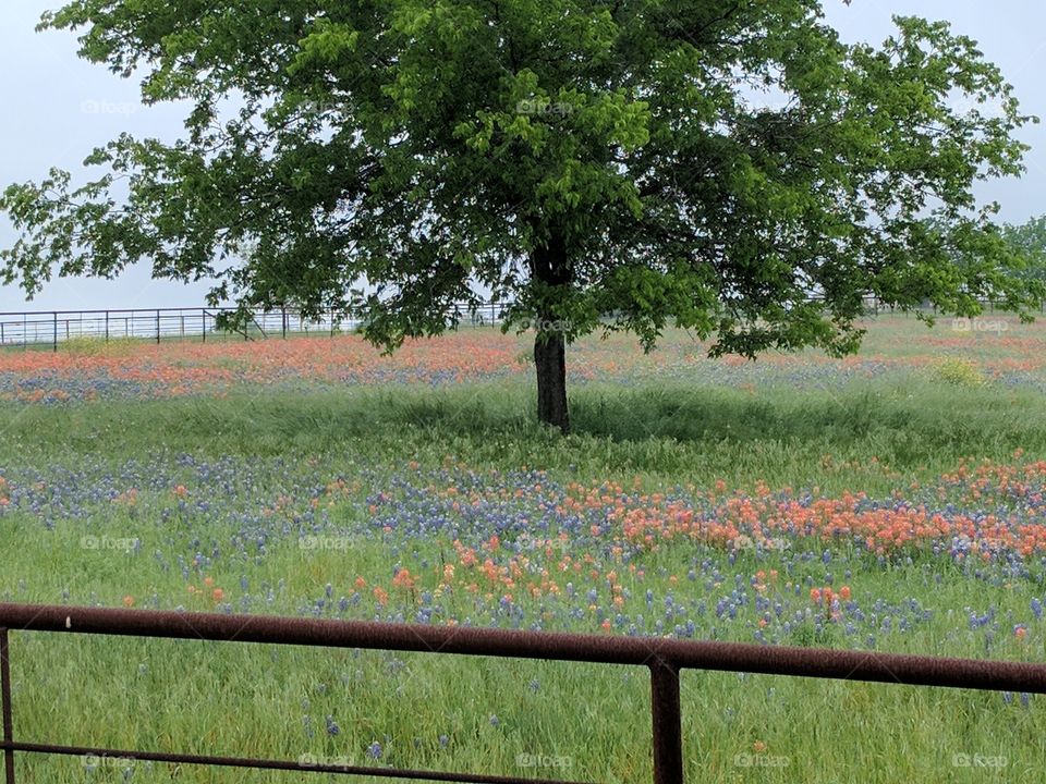 Texas wildflowers