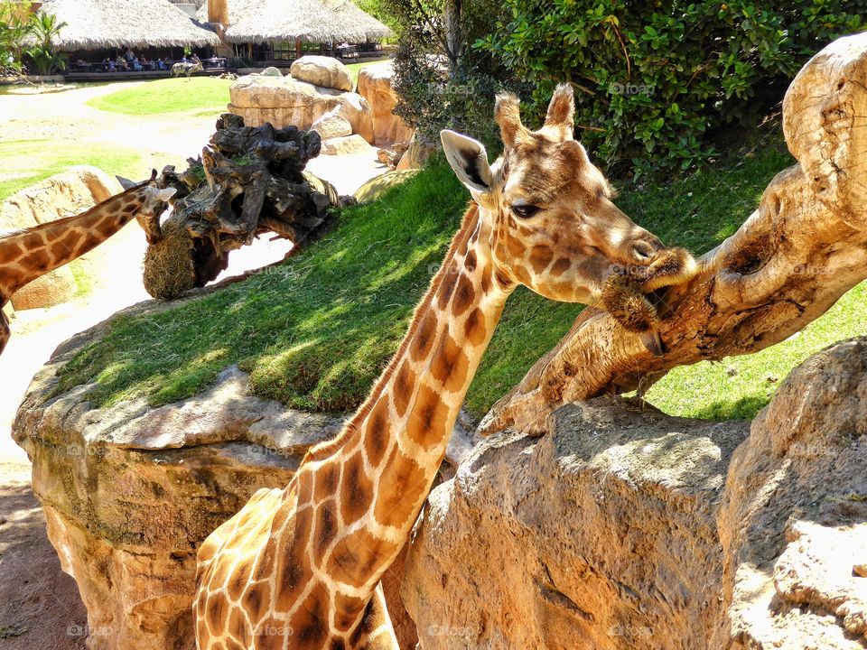 Giraffes