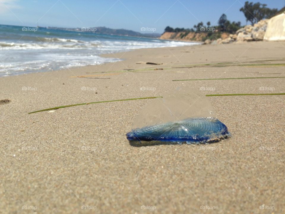 Velella Jellyfish on the California Coast 