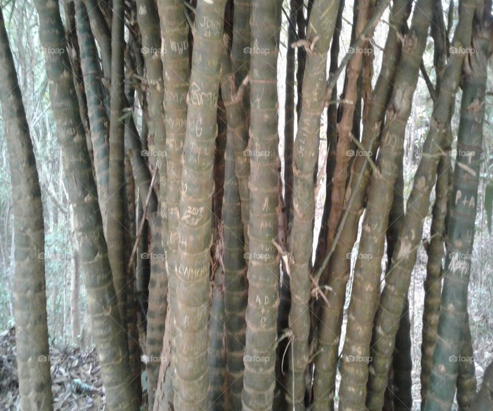 Bamboo tree