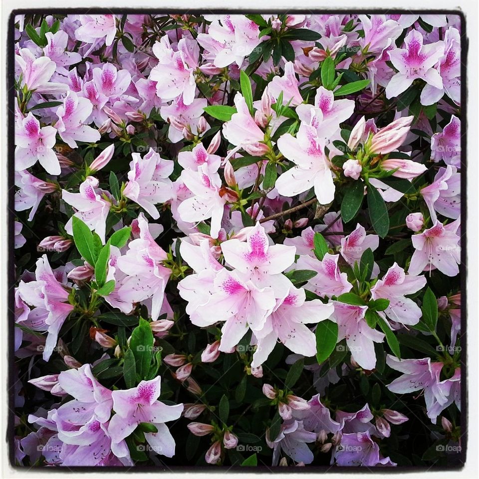 Azaleas in April