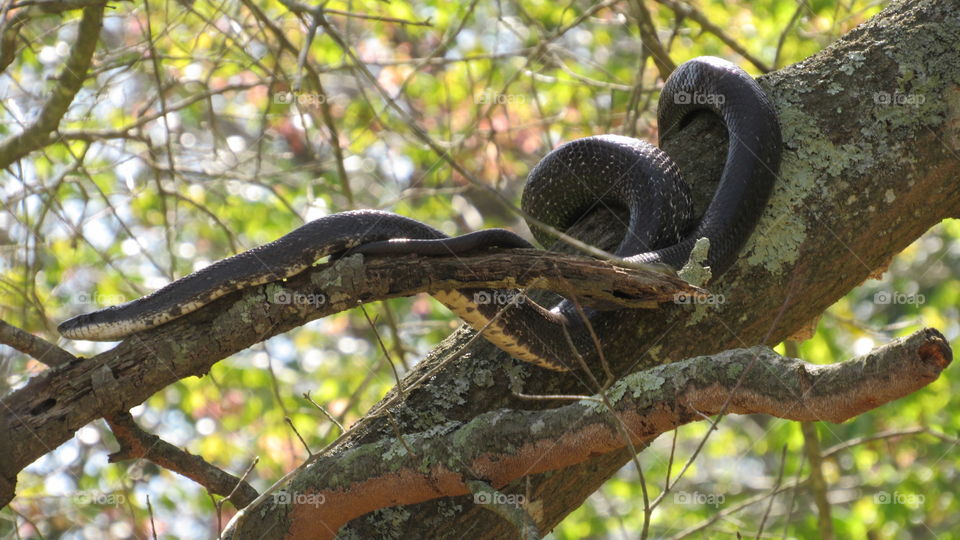 Large rat snake in an oak tree