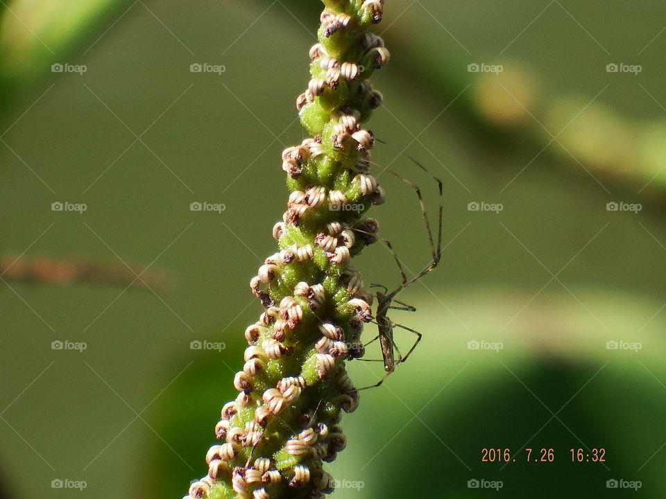 Spider on fuzzy plant against blurred green background.
