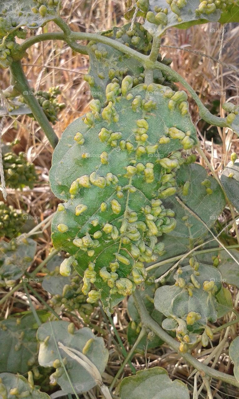 leaf born from leaf