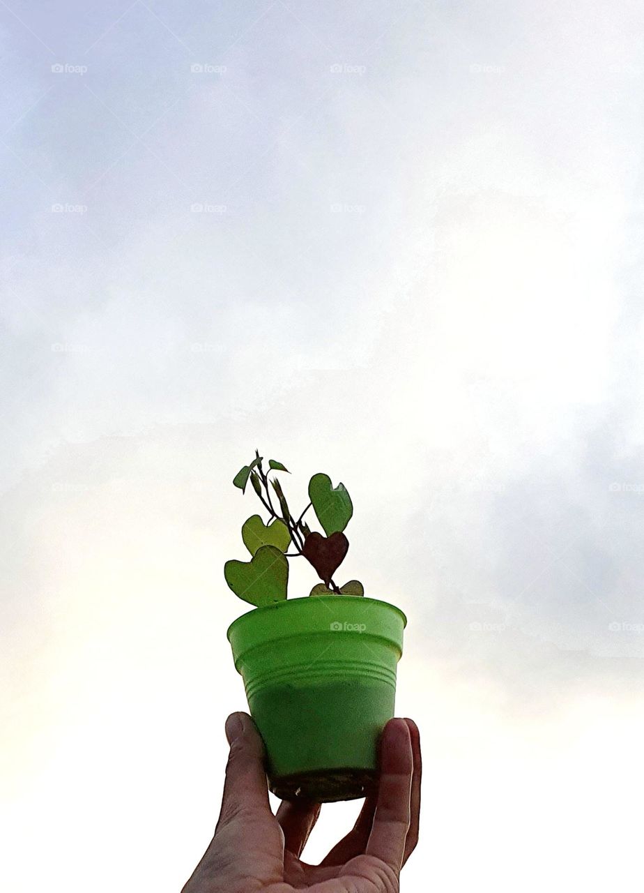 Grow Morning Glory in a Pot