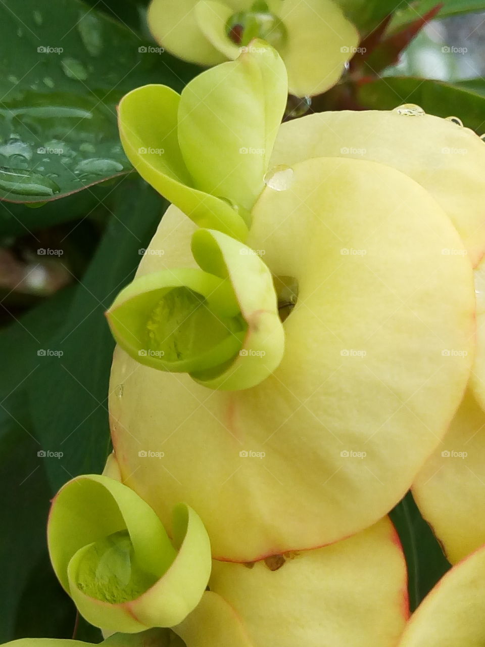 yellow crown of thorns
