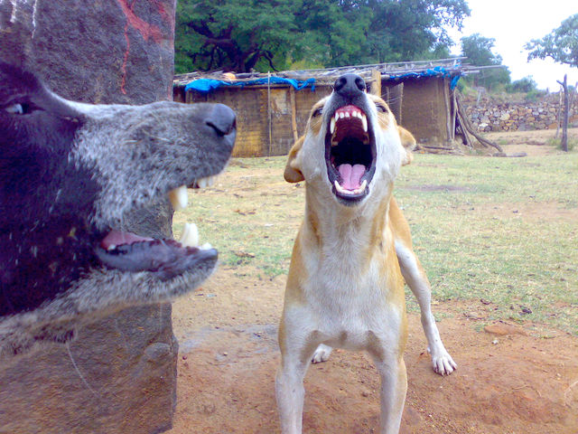 barking dog