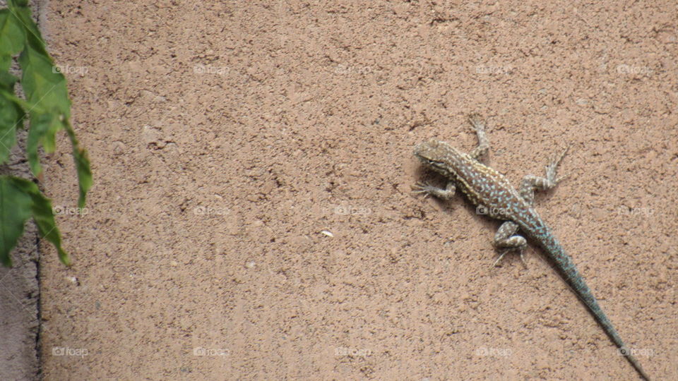 Great Plains Earless Lizard in Los Lunas, NM