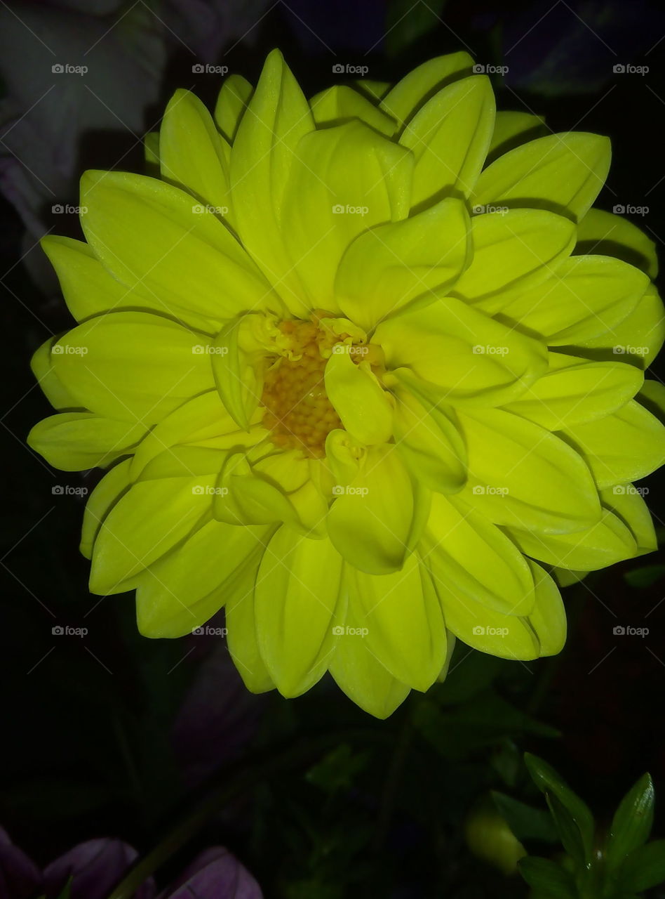 цветы.флора.астра.желтая.