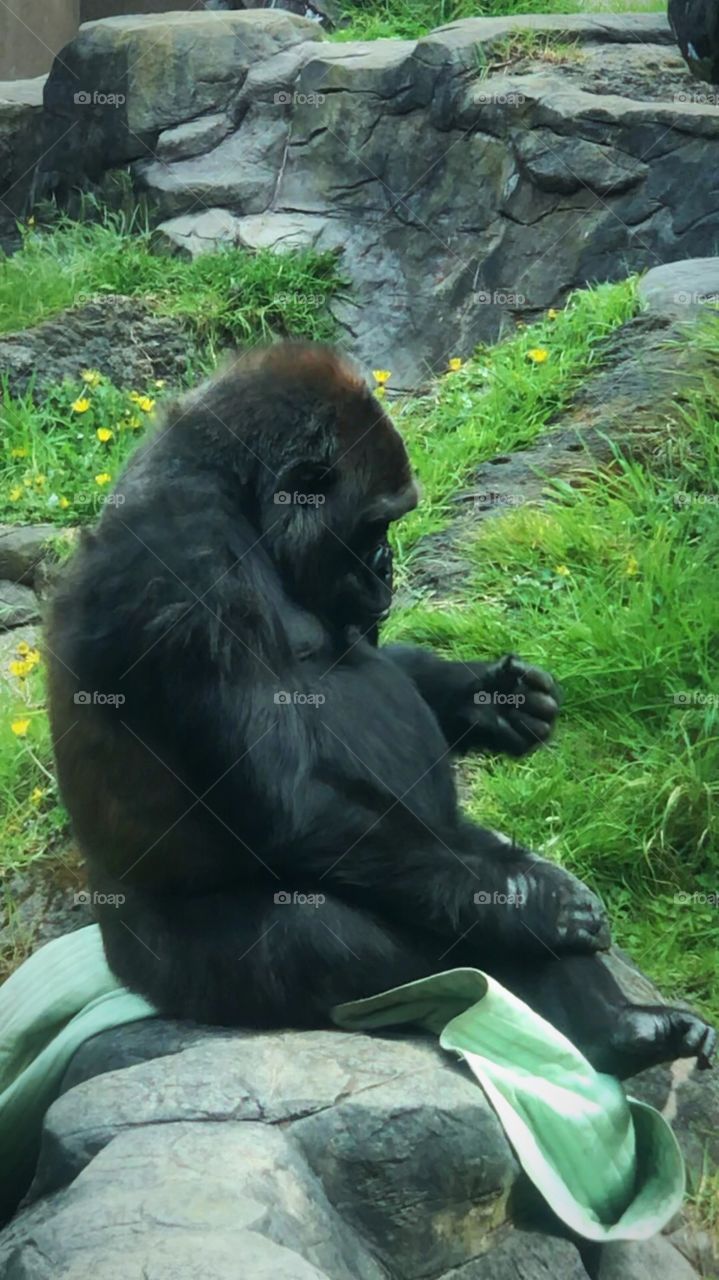 Gorilla