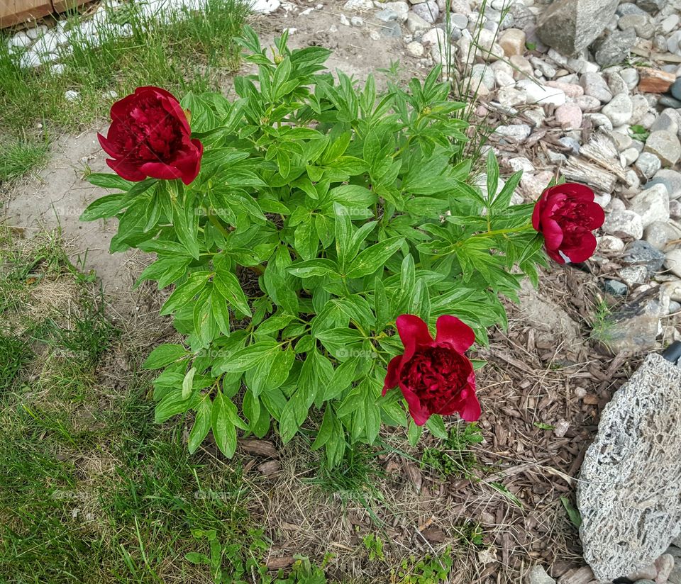 peonies