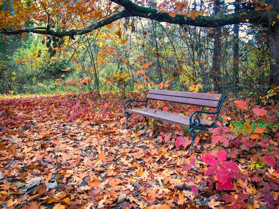 Empty wooden bench in the forest surrounded by autumn trees and red autumn leaves fallen on the ground
