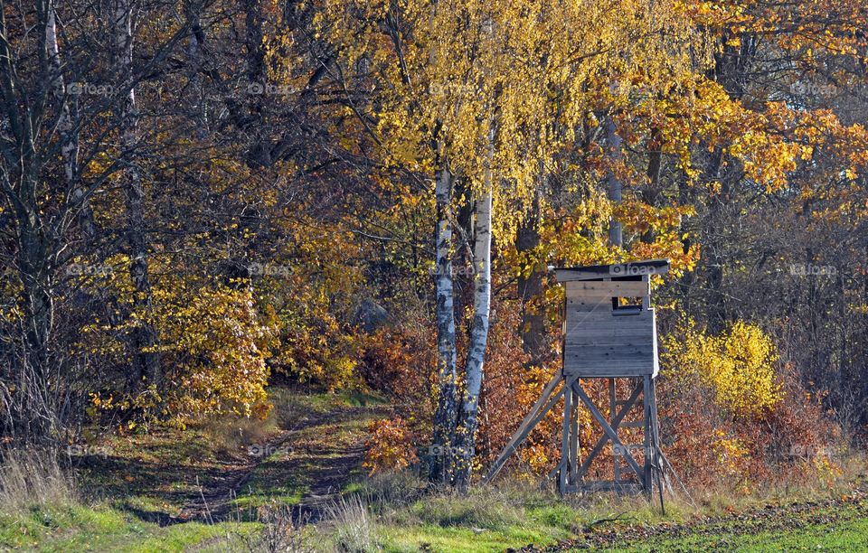 Moosetower in a swedish forest