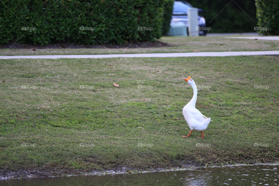 Bird, Lake, Pool, Water, River