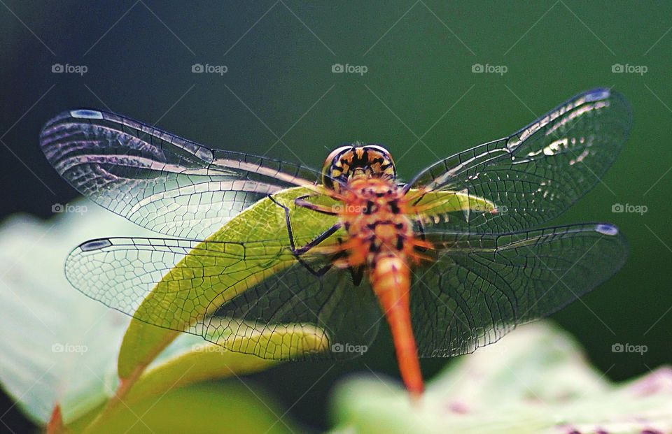 through dragonfly's wings