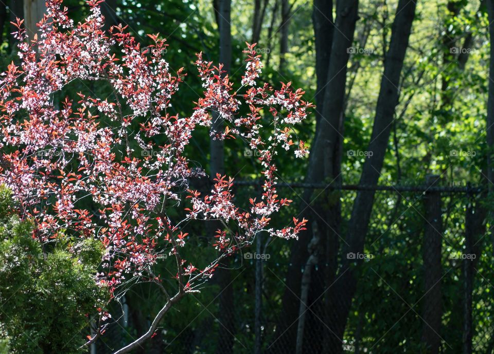 Beautiful heart shaped spring blooming tree with pink blossoms Japanese plum tree in bloom in golden hour sun 