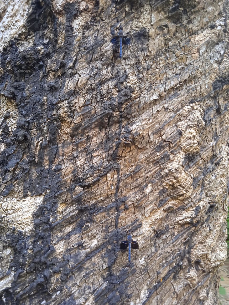 Two dragonflies on the tree trunk,up and down.