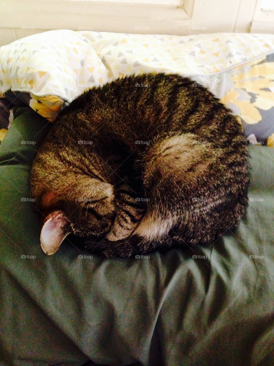 Curled up kitty