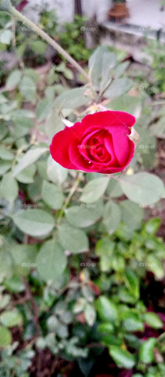 So pretty and beautiful red rose buds so pretty flowers colour garden flower