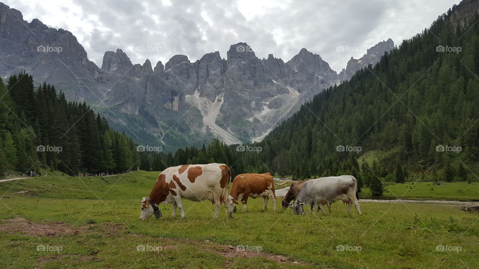 Cows in the Dolomites - alps, mountains - Dolomiterna vandring berg kor