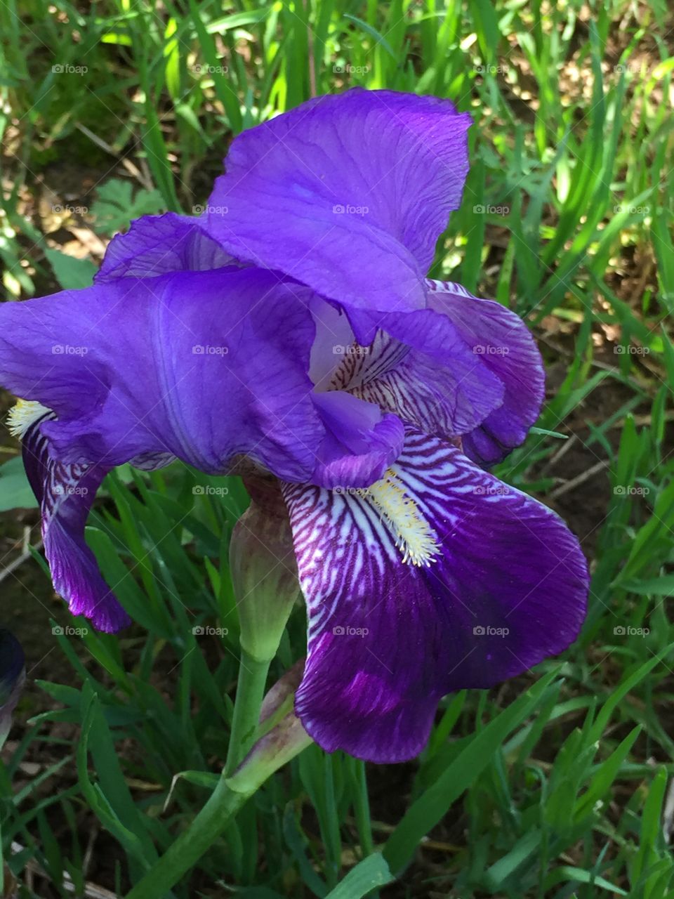 Iris flag purple