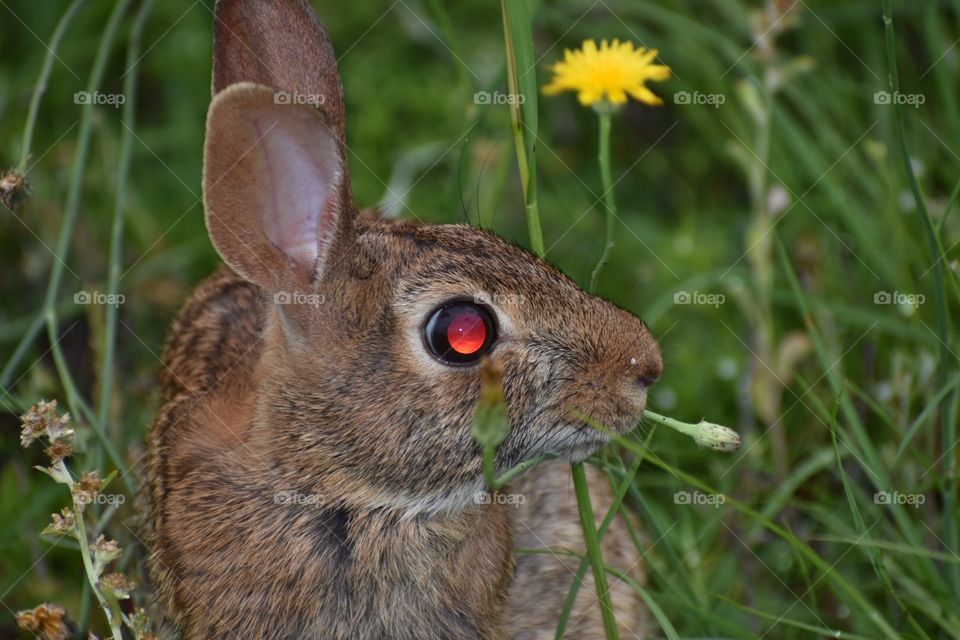 Rabbit eating plants 
