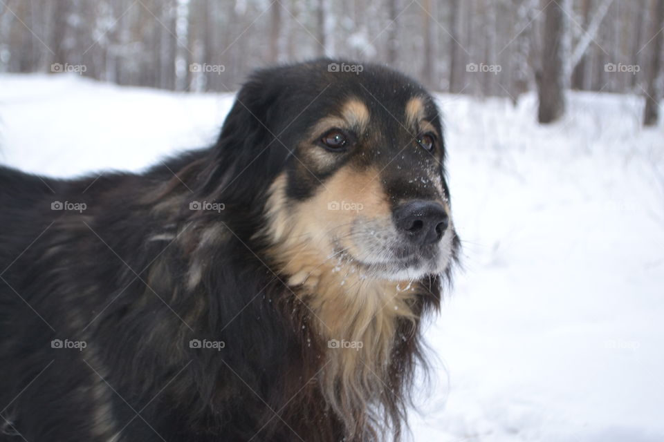 Dog in Winter forest