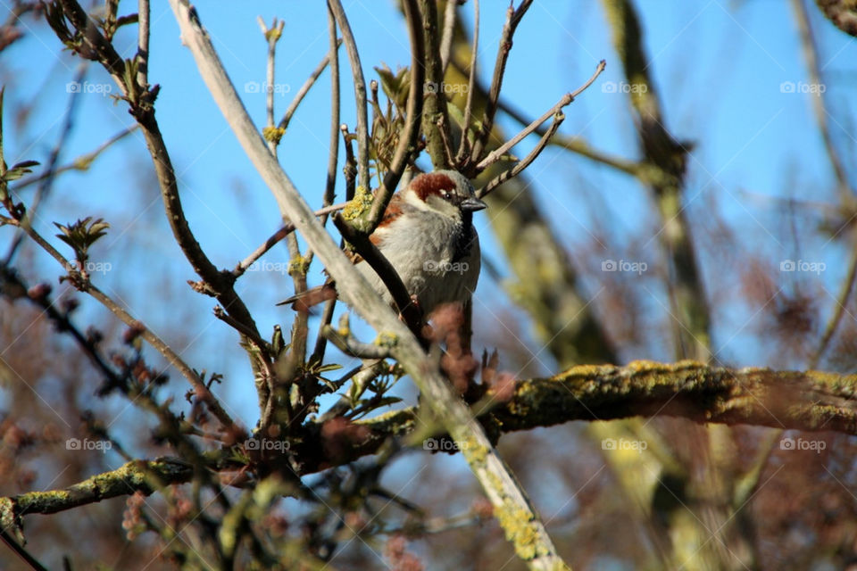 natur tier vogel wald by stef79