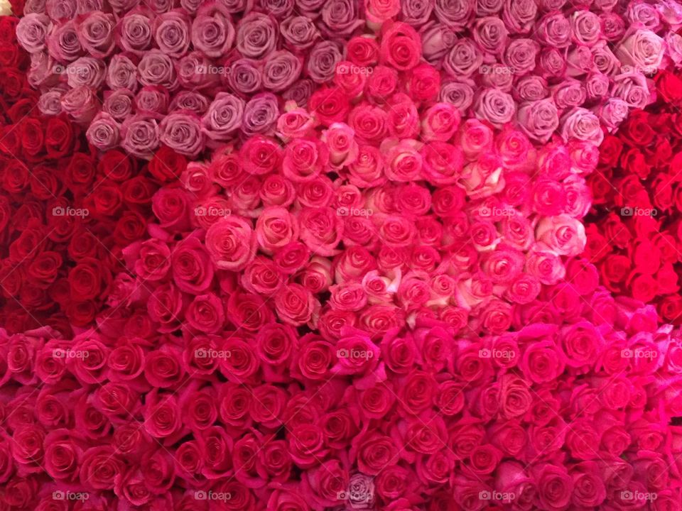 Roses