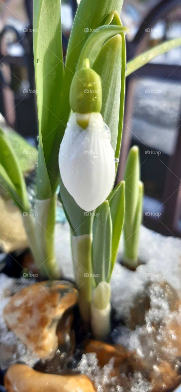 Snowdrops with snow on them❄with spring just around the corner☀️