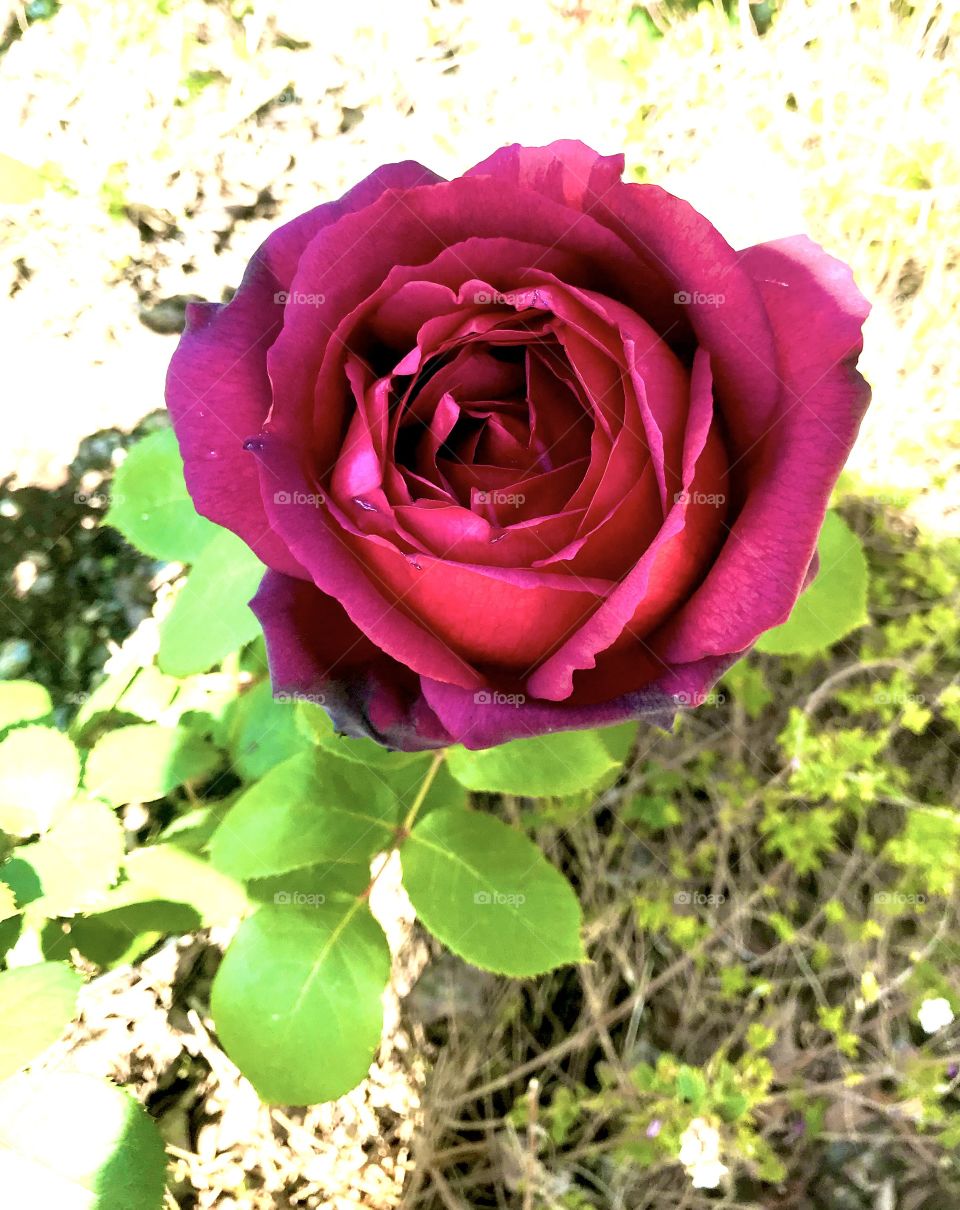 Deep burgundy rose 